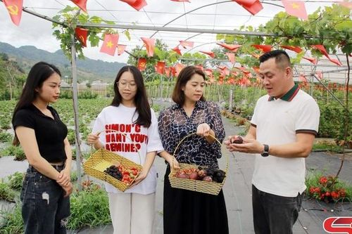 Mô hình nông nghiệp gắn với du lịch trải nghiệm tiêu biểu