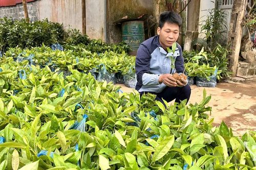 Phát triển rừng tạo sinh kế lâu dài