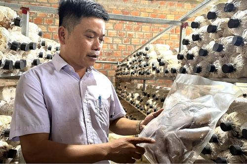 Trồng nấm dược liệu - hướng đi mới cho người dân Nam Đông