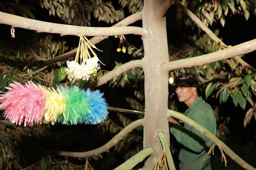 Đắk Lắk: Nông dân thức trắng đêm thụ phấn hoa sầu riêng