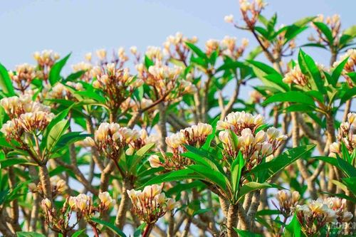 3 loại cây quen thuộc nhưng không ngờ lại gây phiền phức khi trồng trước cổng nhà