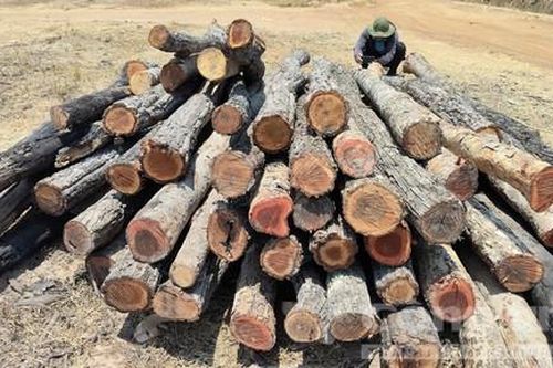 Gỗ lậu từ rừng 'tuồn' ra bãi tại vùng giáp ranh