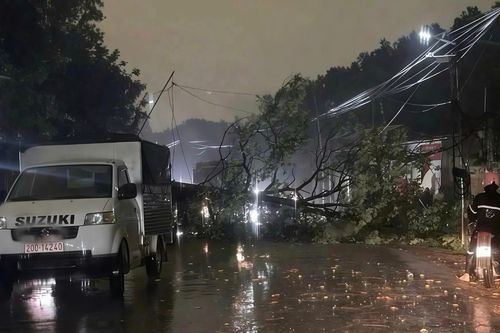 Thái Nguyên: Cây bật gốc trong mưa dông, đè chết người phụ nữ bán xôi