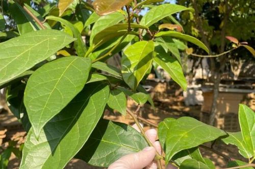 4 nhóm người không nên uống nước xạ đen