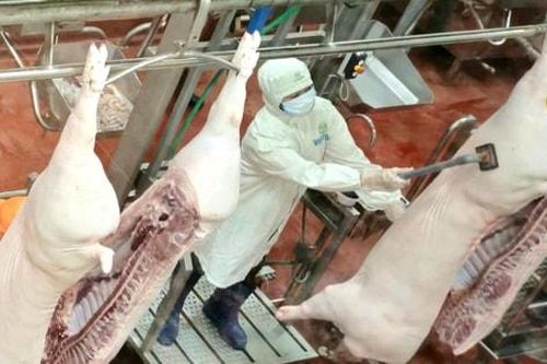 Giết mổ công nghiệp: Bước tiến trong kiểm soát thực phẩm