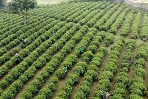 [Video] Giữ 'vàng xanh' trên núi Hồng Thái