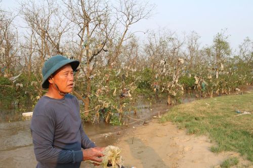 Rừng bần ven sông Lam bị 'bức tử'