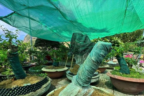Vụ tịch thu 42 gốc mai ở Côn Đảo: Trả lại 21 gốc sau khi chủ sở hữu chứng minh được nguồn gốc