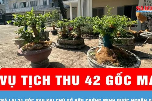 Vụ tịch thu 42 gốc mai ở Côn Đảo: Trả lại 21 gốc sau khi chủ sở hữu chứng minh được nguồn gốc