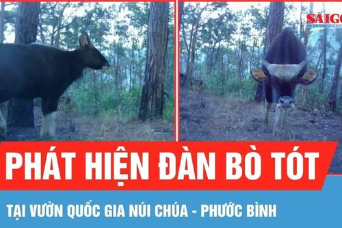 Phát hiện đàn bò tót gần 20 con tại Vườn Quốc gia Núi Chúa - Phước Bình