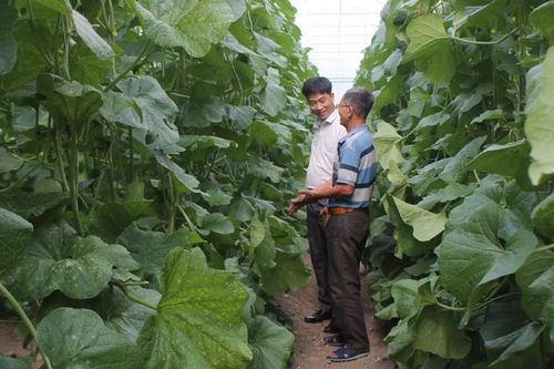 Ứng dụng công nghệ cao để giải quyết bài toán về chất lượng nông sản