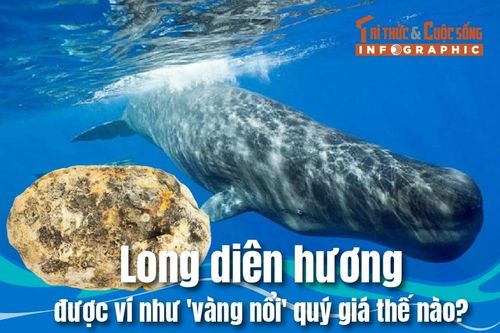 [INFOGRAPHIC] Long diên hương được ví như 'vàng nổi', quý giá thế nào?