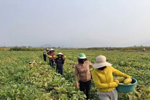 Góp sức 'giải cứu' 10 tấn dưa giúp người phụ nữ không may gặp tai nạn