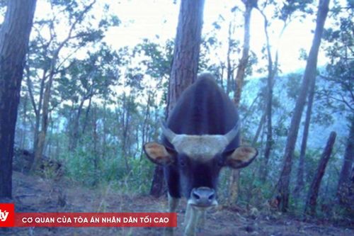 Phát hiện nhiều động vật quý hiếm ở Vườn quốc gia Phước Bình