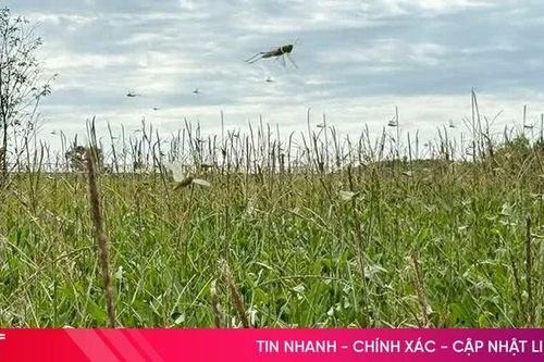 Khẩn trương kiểm soát, không để bùng phát dịch châu chấu tre