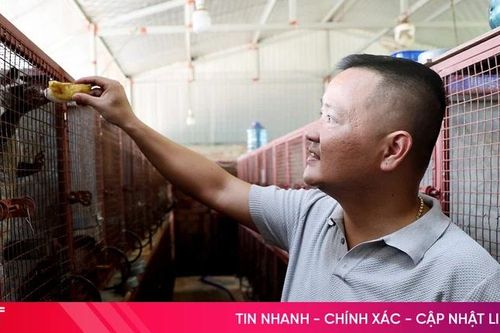 Nông dân Hà Tĩnh nâng cao thu nhập từ những vật nuôi ít người nghĩ tới