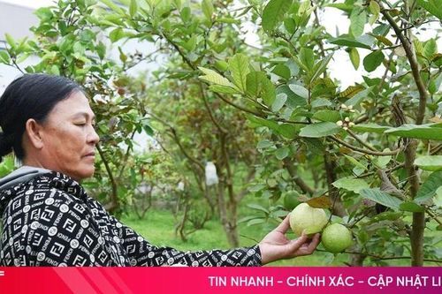 Chuyển đổi cây trồng thành công, nông dân Kỳ Anh thu nhập ổn định từ ổi Đài Loan