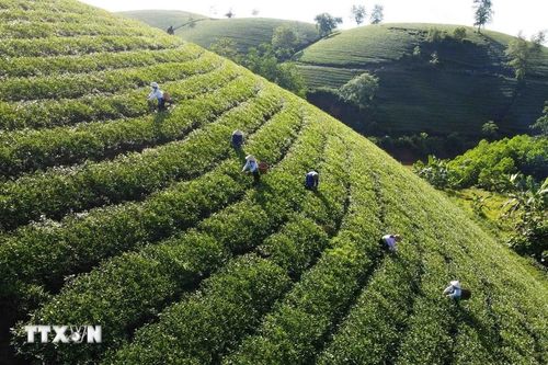 Đưa đặc sản chè Phú Thọ vươn lên phân khúc cao cấp trên thị trường