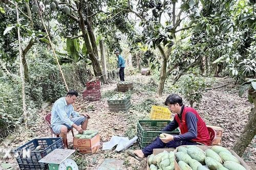 Tìm đầu ra ổn định, nâng giá trị cho trái xoài
