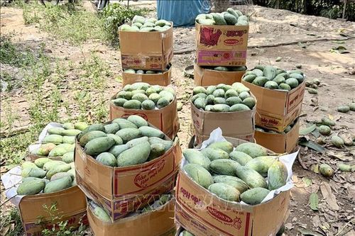 Tìm đầu ra ổn định, nâng giá trị cho trái xoài