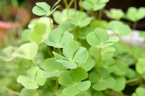 Loài rau mọc dại có tên rất lạ, nay 'lên đời' thành đặc sản có hương vị đặc biệt