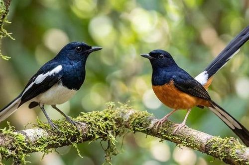 'Yến tiệc thính giác' giữa kỳ quan đá An Giang