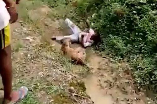 Tiếp cận báo hoa mai bị thương để chụp ảnh, người đàn ông suýt trả giá bằng mạng sống
