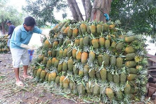 Cây dứa mật giúp người dân vùng biên Mường Nhà thoát nghèo