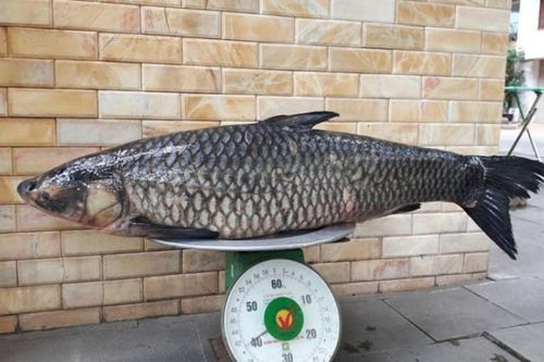 Loại cá được mệnh danh là 'vua cá nước ngọt', rất bổ dưỡng nhưng phải chế biến đúng cách