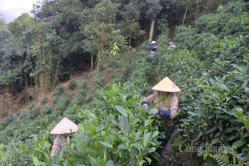 Chuyện người giữ vị chè Shan tuyết giữa núi rừng Tuyên Quang