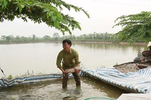 Liên Châu phát huy hiệu quả mô hình kinh tế hộ gia đình