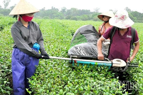 Xây dựng chuỗi giá trị cho cây chè