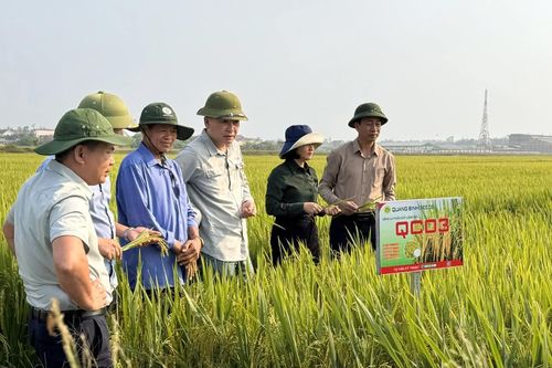 Hiệu quả đưa giống lúa mới vào sản xuất