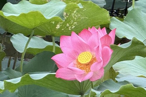 Sen Huế cũng là sản phẩm chữa lành