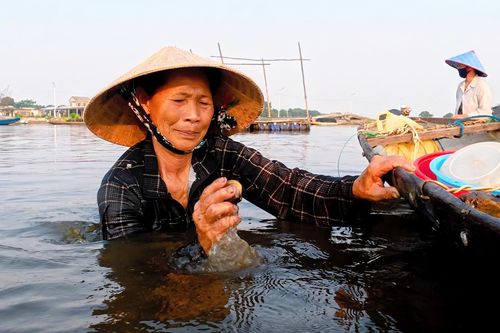 Giậm trìa trên phá Tam Giang