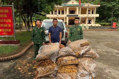Liên tiếp phát hiện, thu giữ trên 600kg nguyên liệu thuốc lá và tiêu hủy 483 cây thuốc phiện