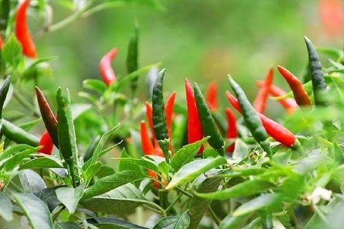 Tháng 4 là 'thời điểm vàng' để trồng 3 loại cây tốt cho sức khỏe này