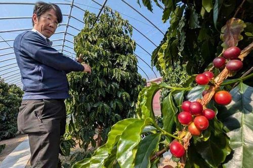 Nhật Bản thử trồng cà phê ở vùng lạnh thích ứng biến đổi khí hậu