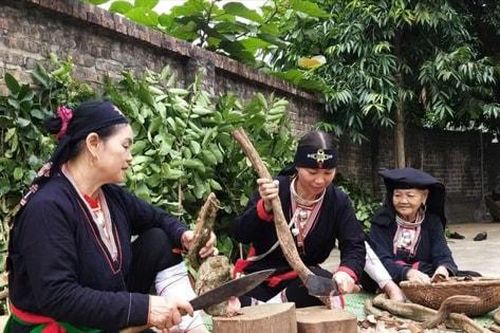 Sinh kế từ cây thuốc nam giữa đại ngàn Ba Vì