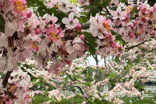Ngắm vườn hoa anh đào đẹp nhất miền Tây