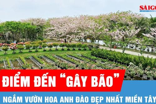 Ngắm vườn hoa anh đào đẹp nhất miền Tây