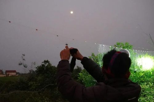 Độc đáo nghề đi săn bù rầy