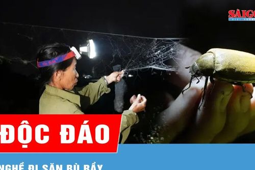 Độc đáo nghề đi săn bù rầy