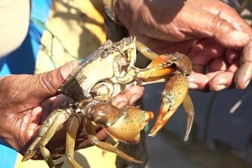 Cà Mau: Nắng nóng thiêu đốt, hơn 1.300 ha thủy sản chết trắng