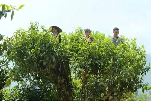 Phát huy giá trị vùng chè Shan Tuyết cổ trong phát triển du lịch nông nghiệp tuần hoàn ở xã Hồ Thầu (Tuyên Quang)