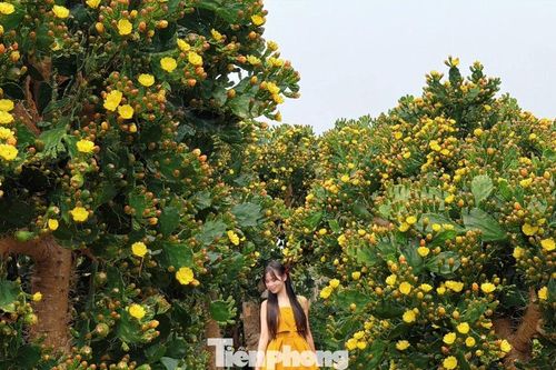 Ngắm loài cây sa mạc bung hoa, đẹp khác lạ ở Mộc Châu