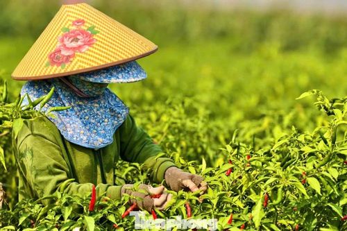 Quảng Ngãi: Ớt được mùa, vì sao nông dân trắng tay?