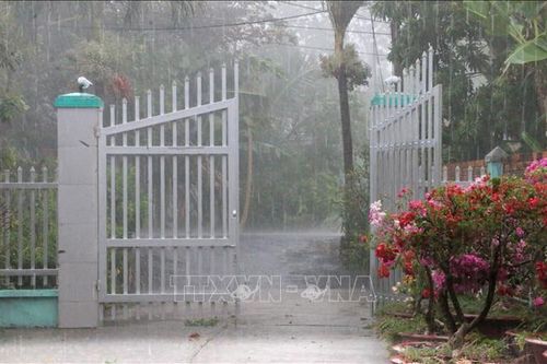 Cơn 'mưa vàng' giải nhiệt bầu không khí khô nóng ở An Giang