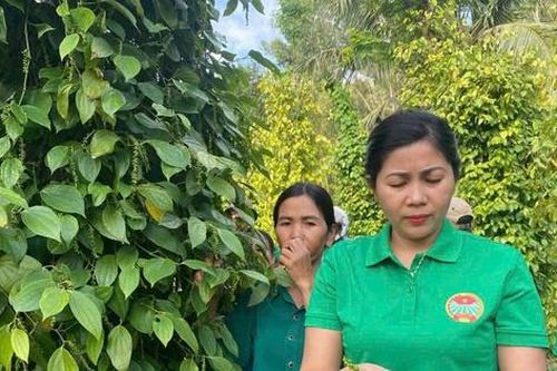 Gia Lai hướng tới tăng trưởng 2 con số nhờ đa dạng mô hình sinh kế