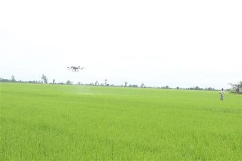 Nông dân Cần Thơ lùi lịch thời vụ, bỏ vụ lúa Thu Đông